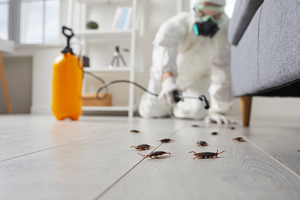 Commercial Rodent Management in Spring Creek